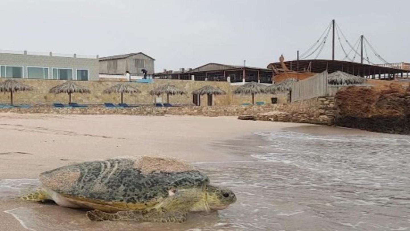 Turtle Beach Resort Ras al Hadd Extérieur photo